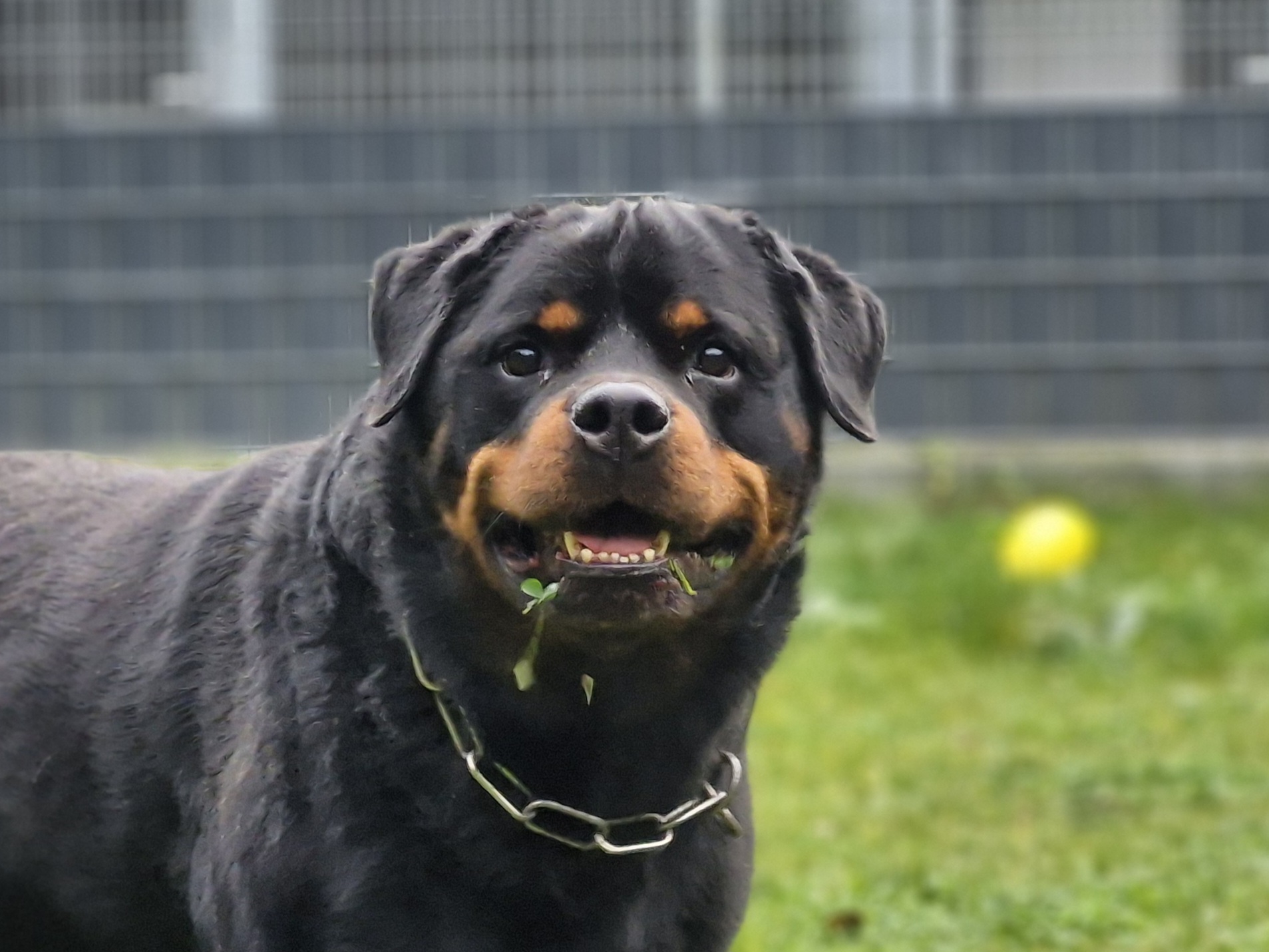 Askan, Rottweiler – Tierheim Leverkusen