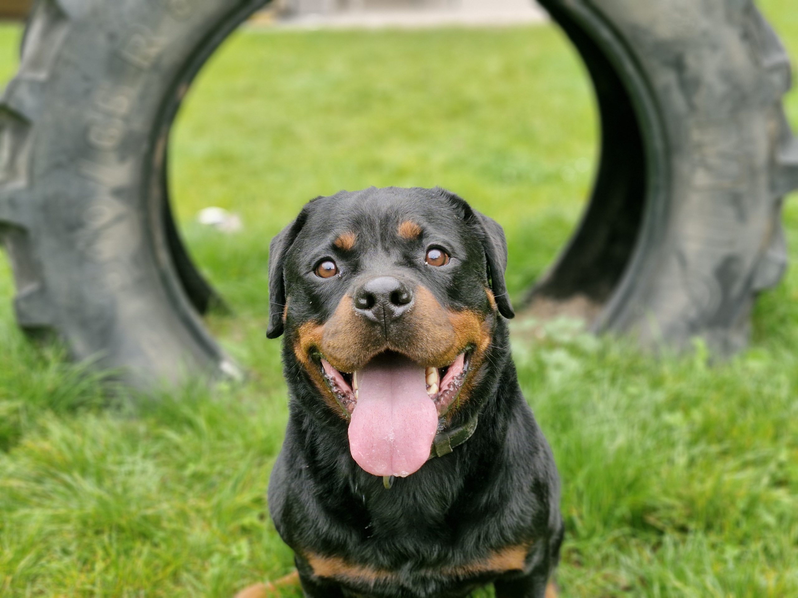 Amigo, Rottweiler – Tierheim Leverkusen