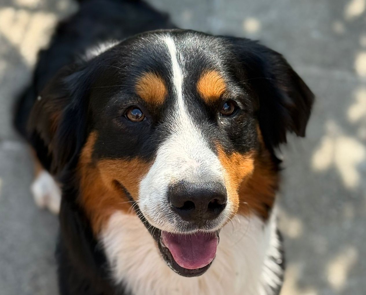 Bruno, Bernersennen Dackel-Mix – Tierheim Leverkusen