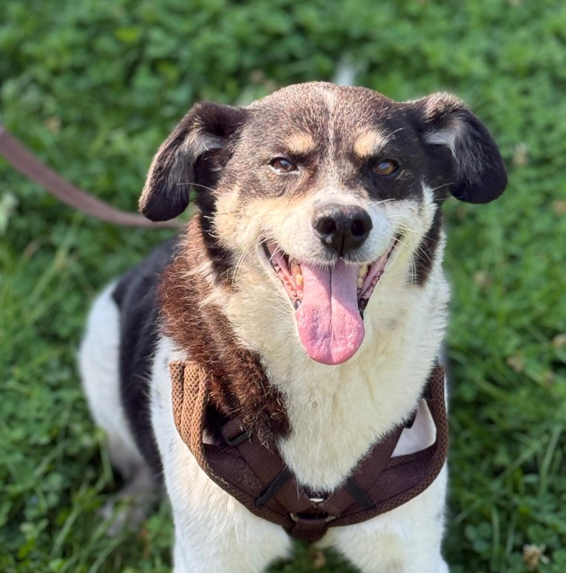 Ploppy, Mischling – Tierheim Leverkusen