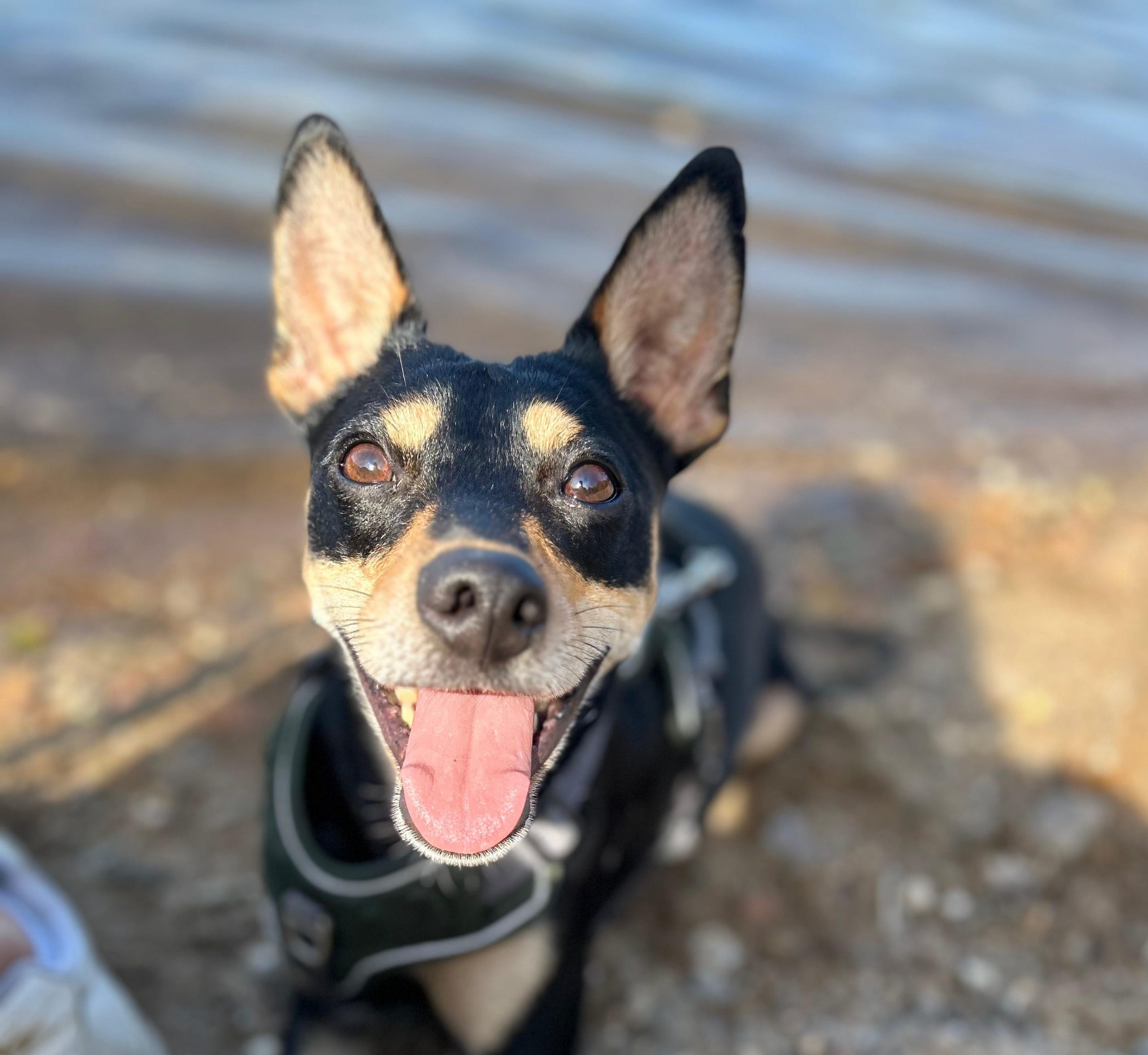 Bayblade, Pincher-Mix – Tierheim Leverkusen