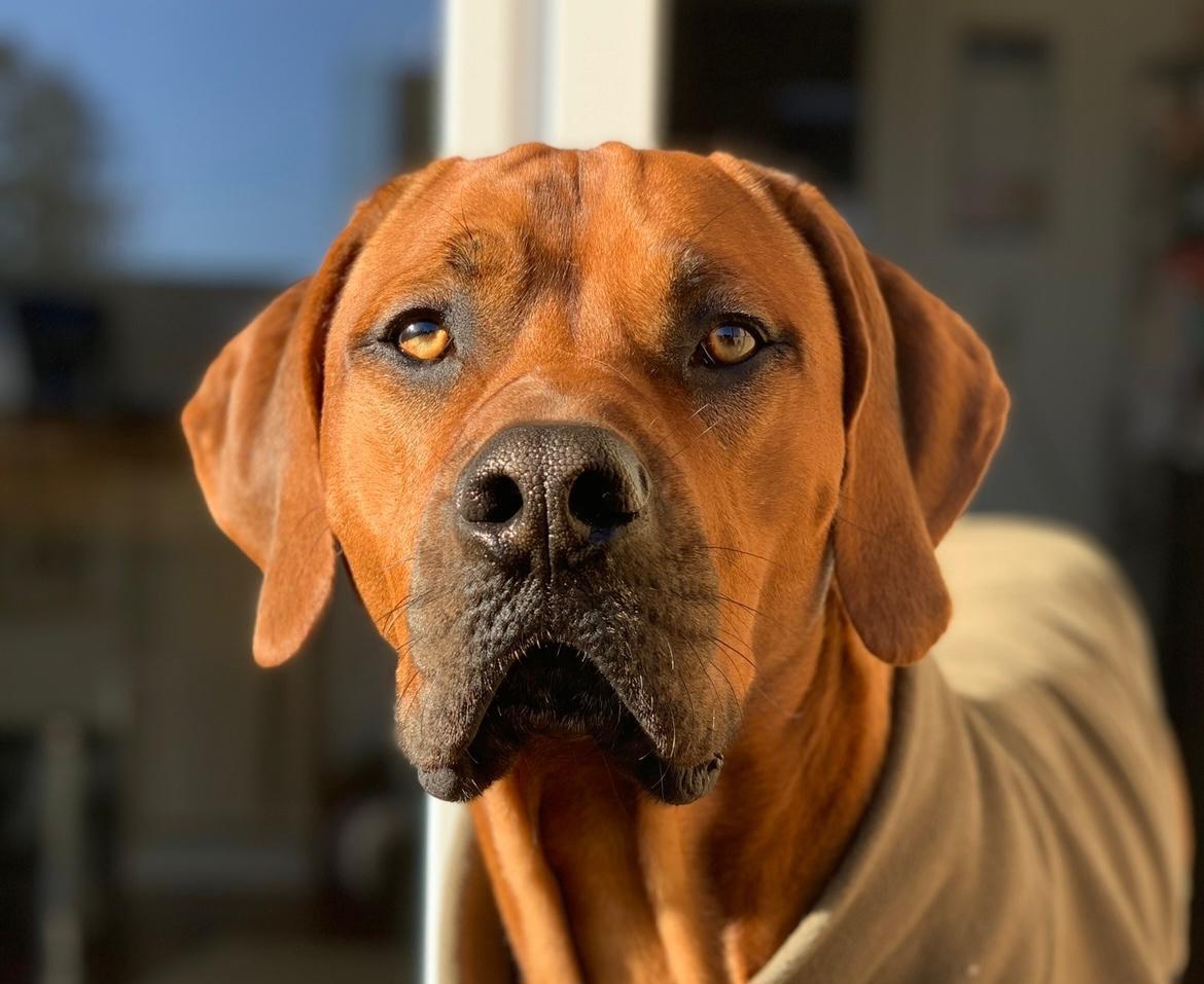 Simba, Ridgeback Mix – Tierheim Leverkusen