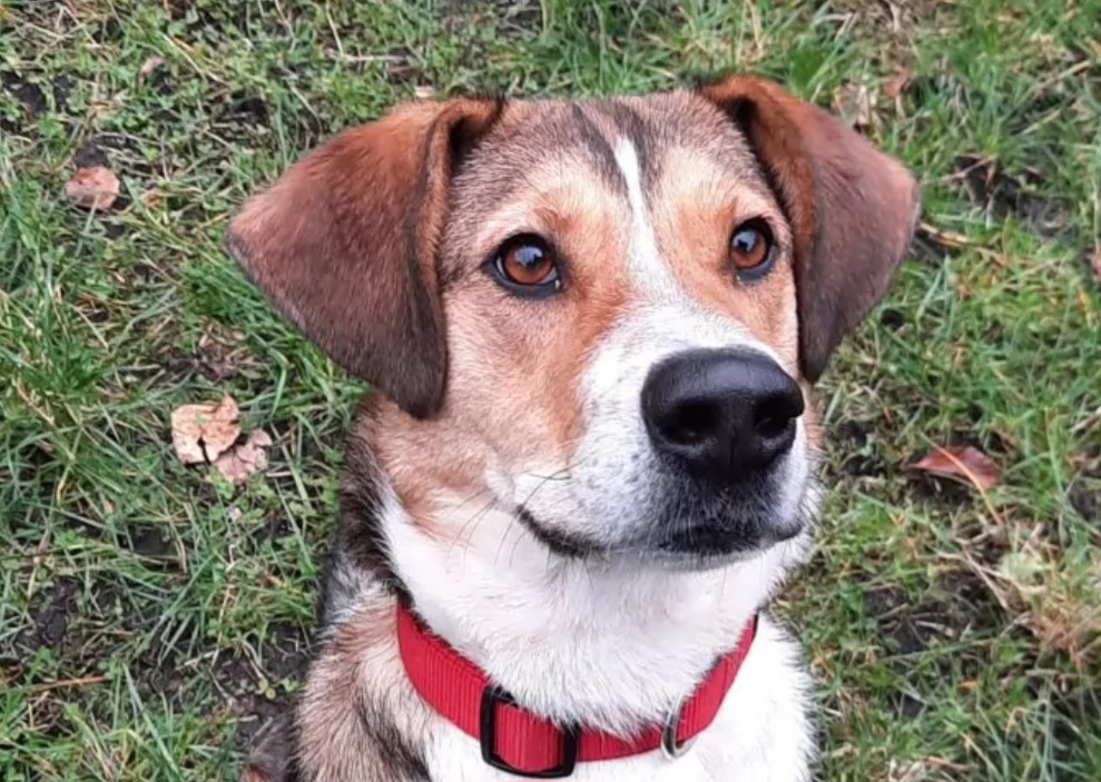 Alfred, Mix – Tierheim Leverkusen