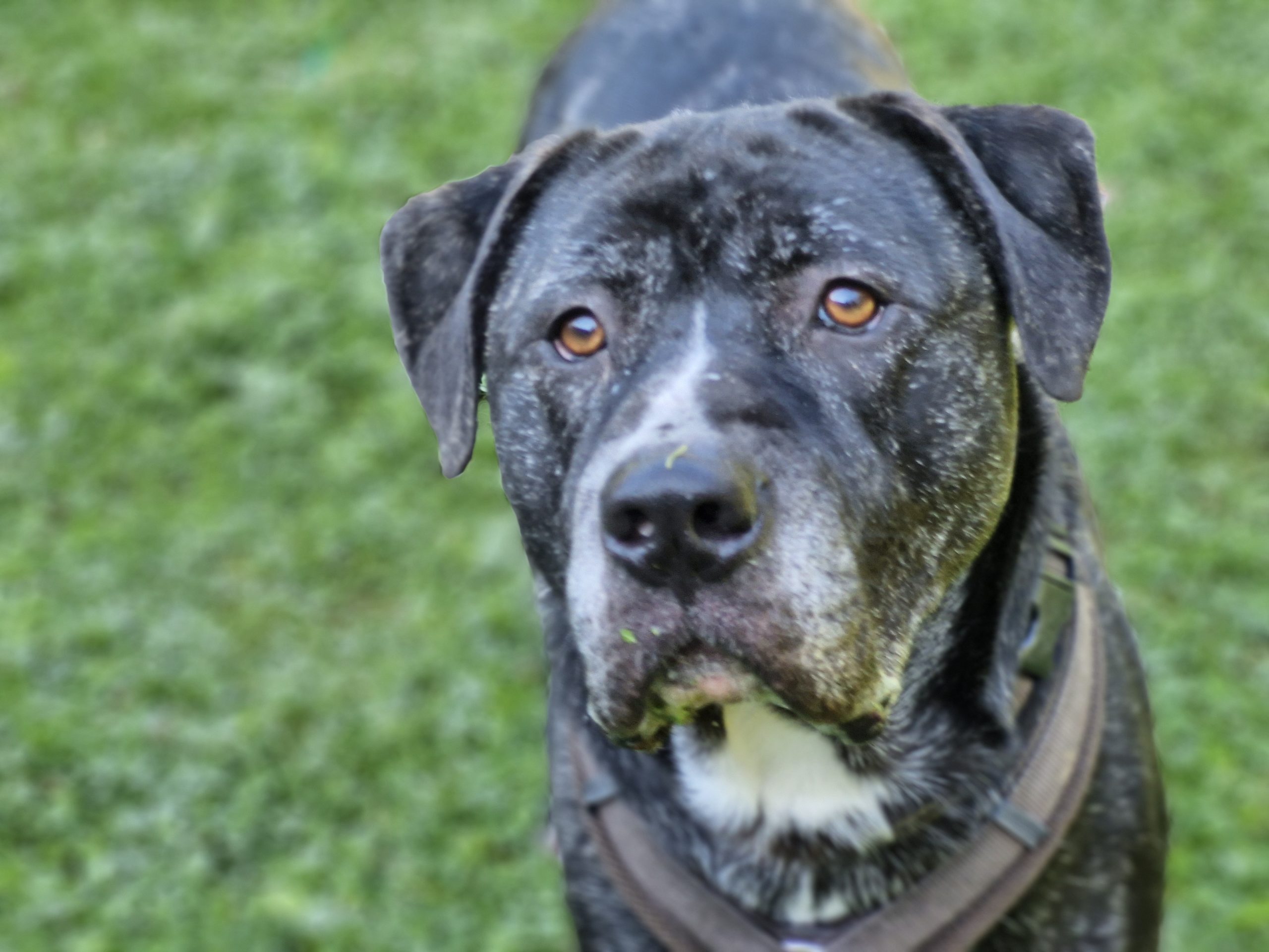 Ashton, Mischling – Tierheim Leverkusen