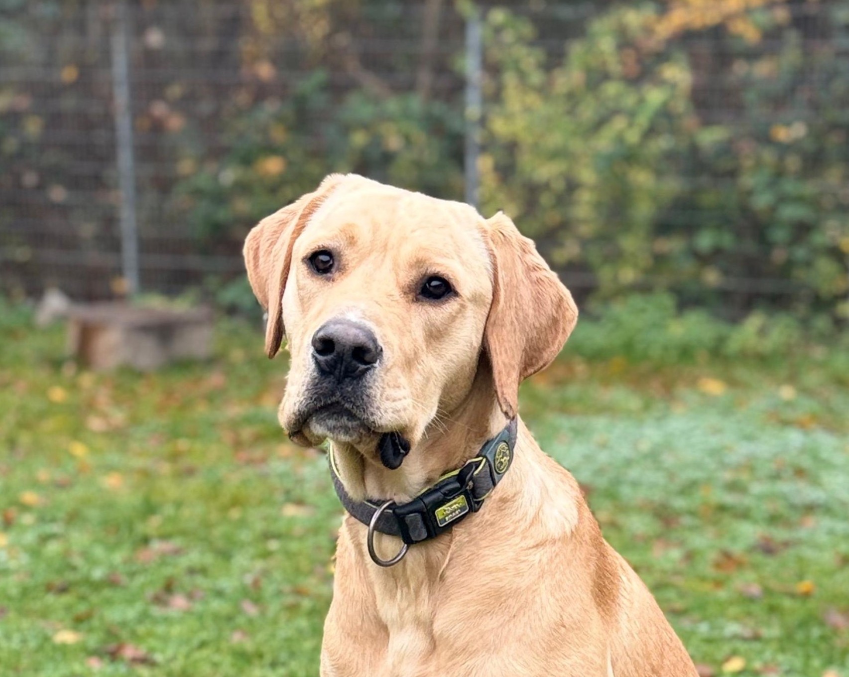 Canello, Doggen Mix – Tierheim Leverkusen