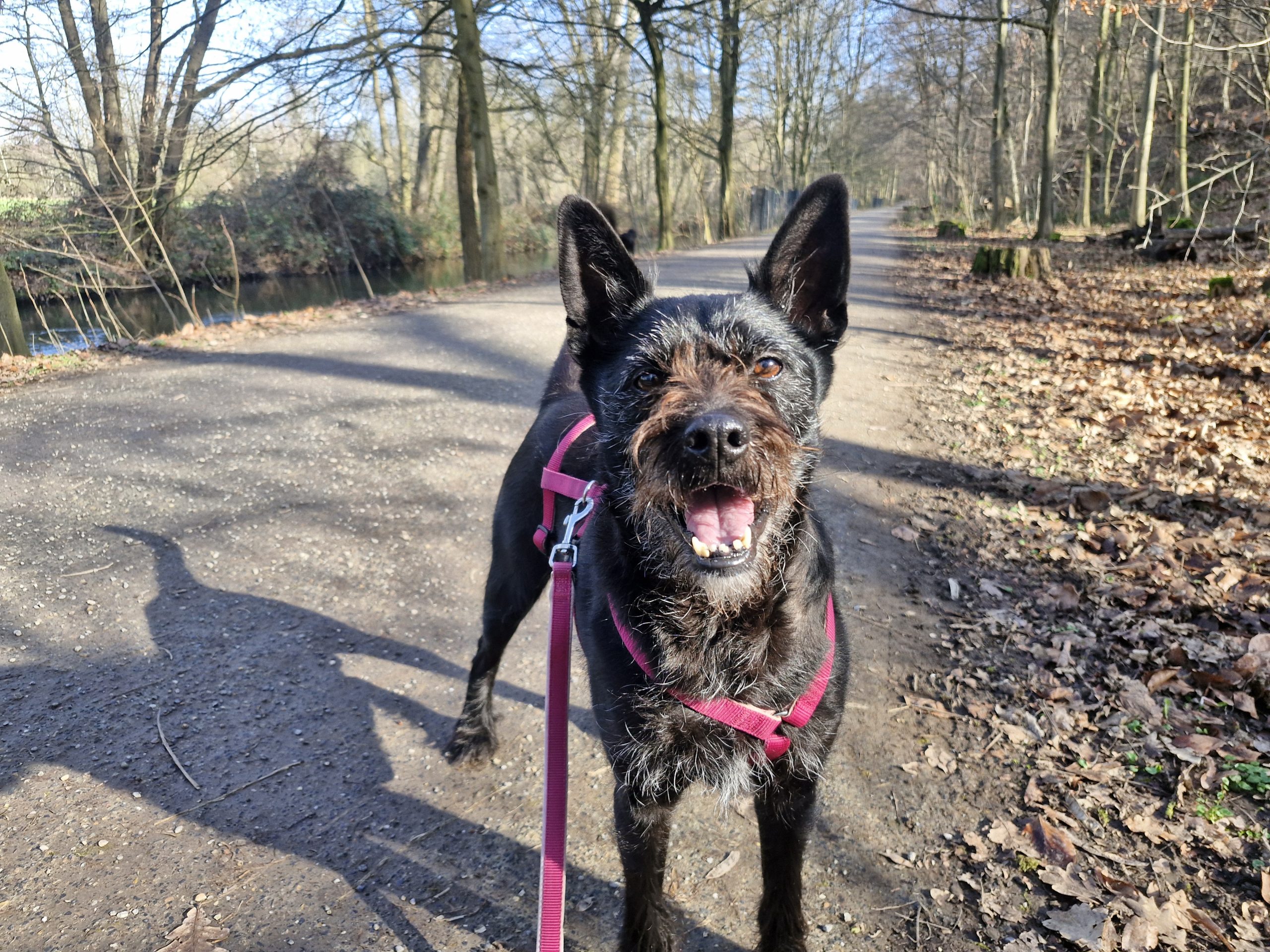 Blacky, Schnauzer-Mix – Tierheim Leverkusen