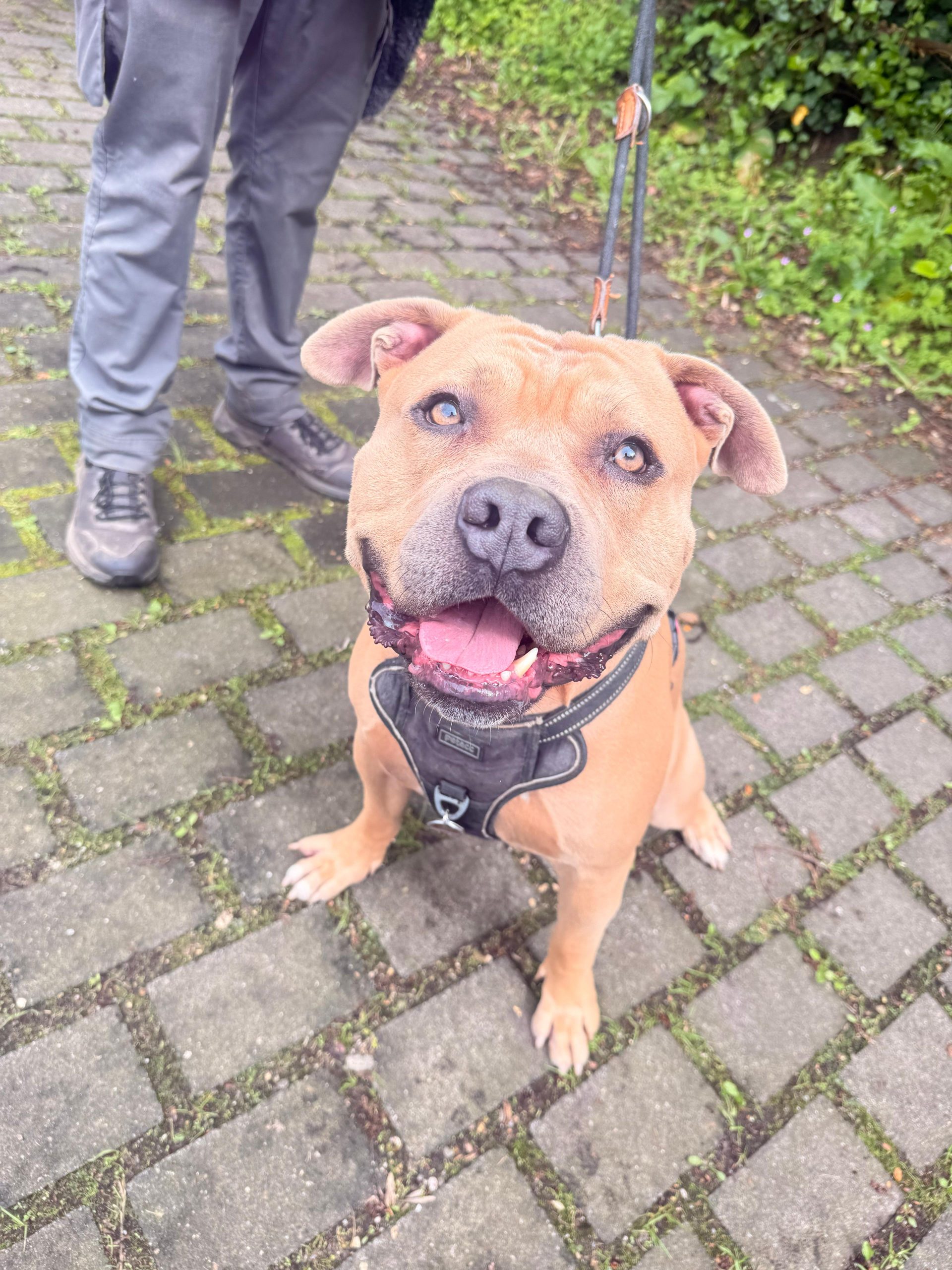 Sam, Staff-Mix – Tierheim Leverkusen