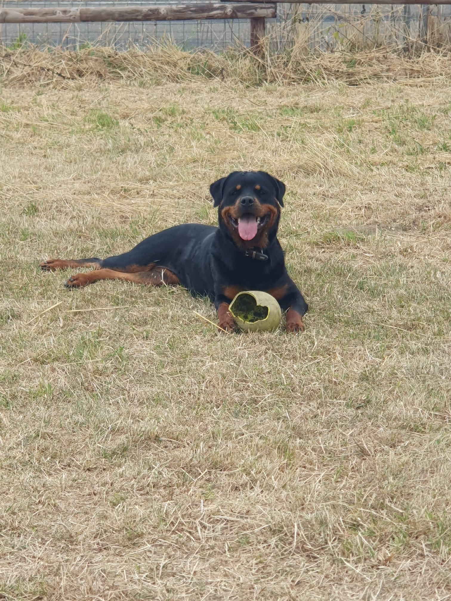 Xara, Rottweiler – Tierheim Leverkusen